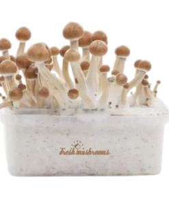 Amazon XP Growkit kaufen