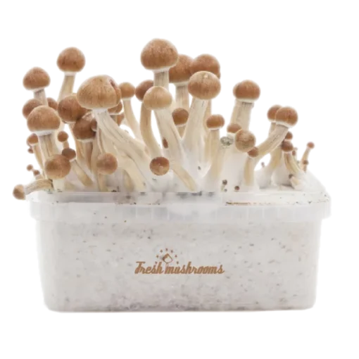 Amazon XP Growkit kaufen