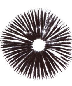 B+ Psilocybe Cubensis Sporenabdruck – Psilocybin Sporen