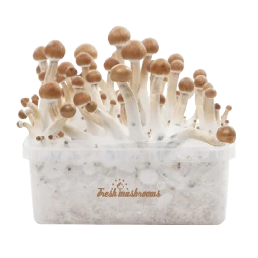 B+ XP Growkit kaufen | FreshMushrooms Zauberpilze Zuchtset mit Anleitung