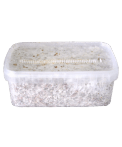 Magic Mushroom Grow Kit Colombia XP kaufen | Frische Zauberpilze züchten