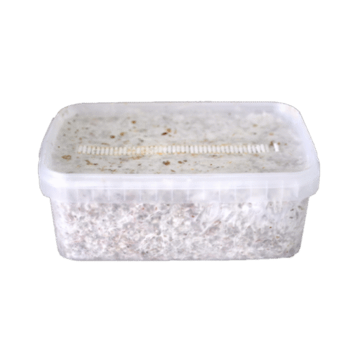 Magic Mushroom Grow Kit Colombia XP kaufen | Frische Zauberpilze züchten