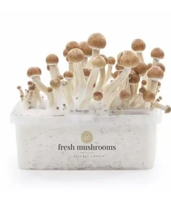 Magic Mushroom Grow Kit Ecuador XP | High Trip