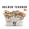 Magic Mushroom Golden Teacher GrowKit by Mondo® – High Trip