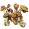 Magic Mushrooms – Blue Meanies