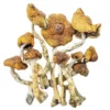Magic Mushrooms – Cambodian Magic