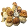 Magic Mushrooms – Code Blue
