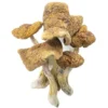 Magic Mushrooms – Guadalajara Mexico