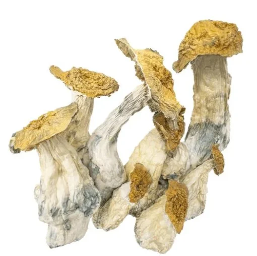 Magic Mushrooms – Makilla Gorilla