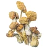 Magic Mushrooms – Malabar