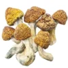 Magic Mushrooms – Penis Envy