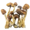 Magic Mushrooms – Trinity