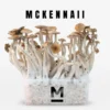 McKennaii Growkit kaufen – Mondo® Magic Mushroom Grow Kit online bestellen