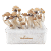 McKennaii Magic Mushroom Grow Kit kaufen | Extra Potent Zuchtset – FreshMushrooms®