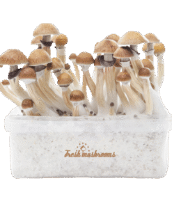 McKennaii Magic Mushroom Grow Kit kaufen | Extra Potent Zuchtset – FreshMushrooms®
