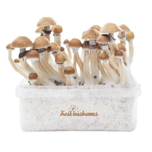 McKennaii Magic Mushroom Grow Kit kaufen | Extra Potent Zuchtset – FreshMushrooms®