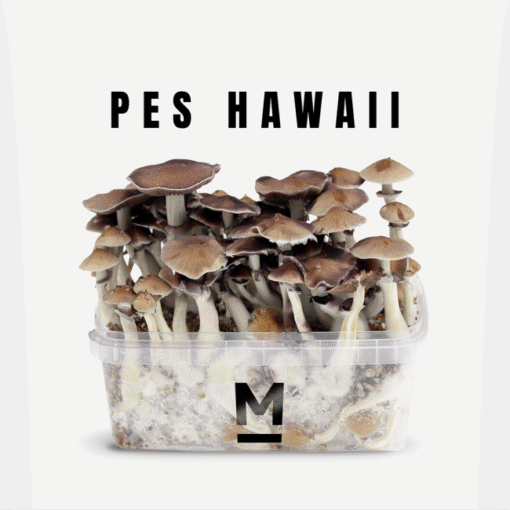PES Hawaiian Growkit kaufen | Mondo® Magic Mushroom Grow Kit online