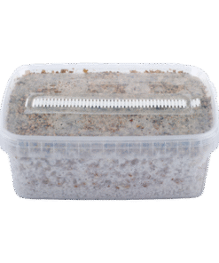 Short Dated Magic Mushroom Grow Kit kaufen | Growkit mit kurzem Haltbarkeitsdatum reduziert