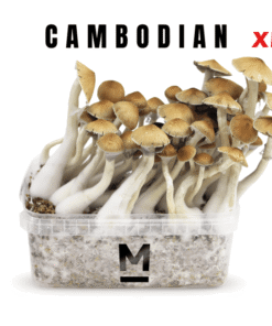 Cambodia XL Growkit kaufen | Mondo® Magic Mushroom Grow Kit bestellen