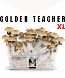 Golden Teacher XL Growkit kaufen | Mondo® Magic Mushroom Zuchtset