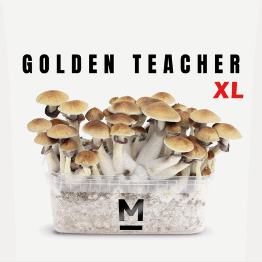 Golden Teacher XL Growkit kaufen | Mondo® Magic Mushroom Zuchtset