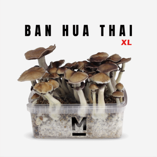 Magic Mushroom Grow Kit Thai von Mondo® | Jetzt kaufen & zuhause züchten