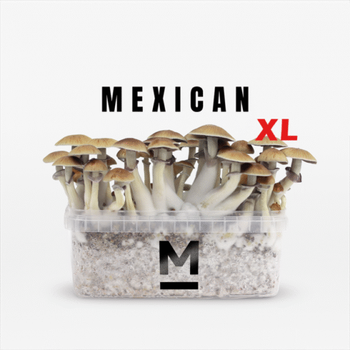 Mexican XL Growkit kaufen | Mondo® Magic Mushroom Grow Kit bestellen