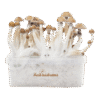 Mexican XP Growkit kaufen | Zauberpilze selbst züchten mit FreshMushrooms®