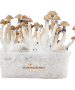 Mexican XP Growkit kaufen | Zauberpilze selbst züchten mit FreshMushrooms®