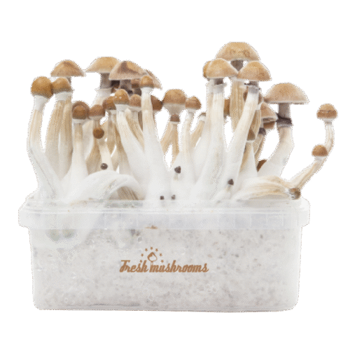 Mexican XP Growkit kaufen | Zauberpilze selbst züchten mit FreshMushrooms®
